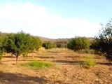 ارض للبيع