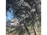 أرض سكنية للبيع في يلدا بريف دمشق. 