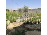 للبيع أرض زراعية بشكل مستعجل ويوجد بازار للراغبين.