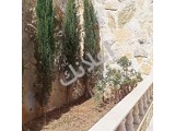 و بجانب المزرعة ارض بمساحة 15قصبة تقريبا