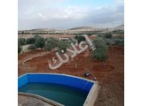للبيع مزرعه ريف دمشق الديماس خلف جمعية الشيخ زايد تجهيز ممتاز 
