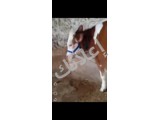 للبيع بقرة دنماركية في ريف حلب الغربي الأتارب 