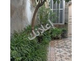 منزل عربي مساحة الطابق الارضي ١٠٠ متر والطابق الاول ٧٥ متر