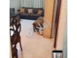مهاجرين باشكاتب 