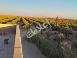 أرض زراعية للبيع في الكسوة بريف دمشق - فرصة استثمارية