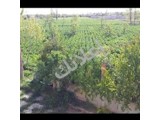 ارض زراعية منطقة بالا جانب معمل الدرة 