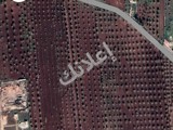 أرض زراعية مشجرة زيتون للبيع في دير الجمال12000 م²