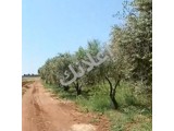 للبيع أرض بمساحه 14000 م مربع مزروعه بشجر زيتون عدد الشجر 400 شجره