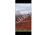 ارض مزروعة لوز طابو اخضر للبيع