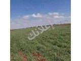 أرض زراعية 5 دنم للبيع قرب قطينة بسعر 3500$ من المالك