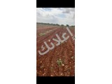 ارض زراعية طابو اخضر للبيع