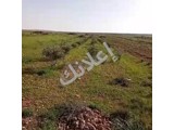 أرض زراعية للبيع في المخرم - 12000 م² طابو نظامي